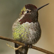 Male