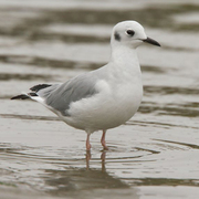 Adult nonbreeding. Note: dark ear spot.