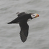 Breeding adult in flight