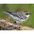Female (myrtle race). Note: white throat and dark auriculars.