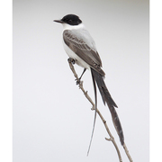 Adult. Note: dark head, white breast, and long forked black tail.